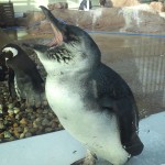 ペンギン あくび1
